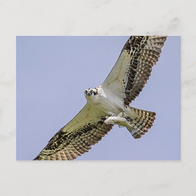 Osprey mit Fisch Postkarte (Vorderseite)