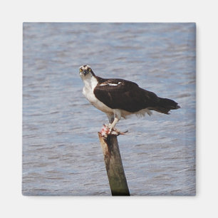 Osprey mit Fish-Magnet Magnet