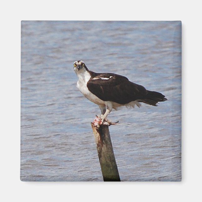 Osprey mit Fish-Magnet Magnet (Vorne)
