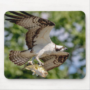 Osprey mit großem Mundbarsch Mousepad