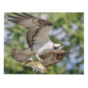 Osprey mit großem Mundbarsch Notizblock