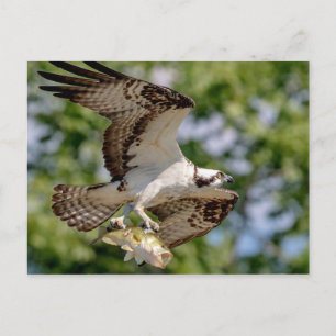 Osprey mit großem Mundbarsch Postkarte