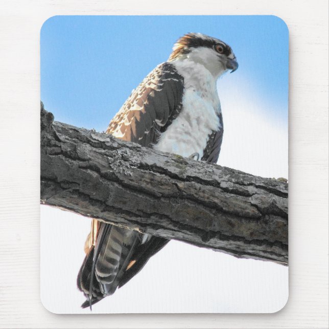 Osprey Mousepad (Vorne)