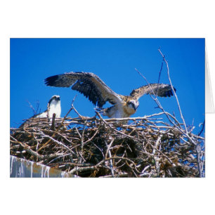 Osprey-Nest