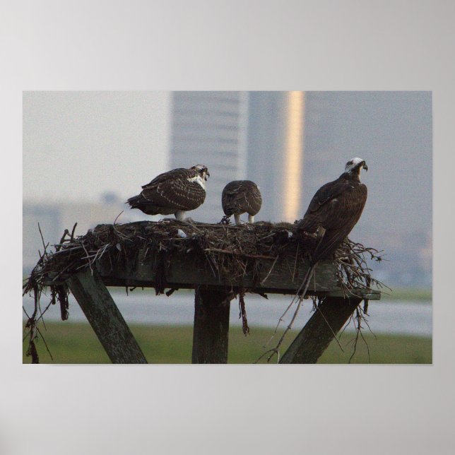 Osprey Nest Poster (Vorne)