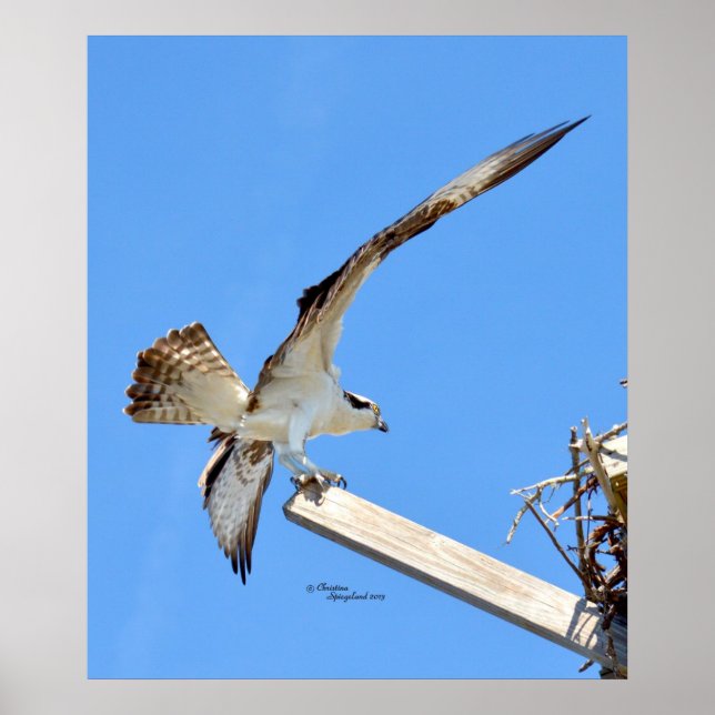 Osprey oder Hawk gedehnte Flügel Poster oder Print (Vorne)