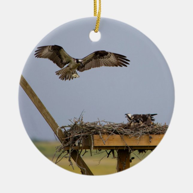 Osprey Oiseau Nest Ornement (Devant)
