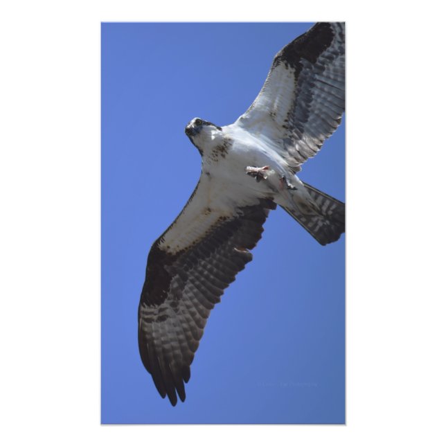 Osprey Photo (Devant)