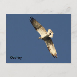 Osprey Postcard Postkarte