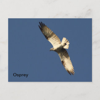 Osprey Postcard Postkarte