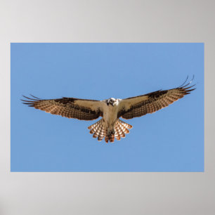 Osprey-Poster Poster