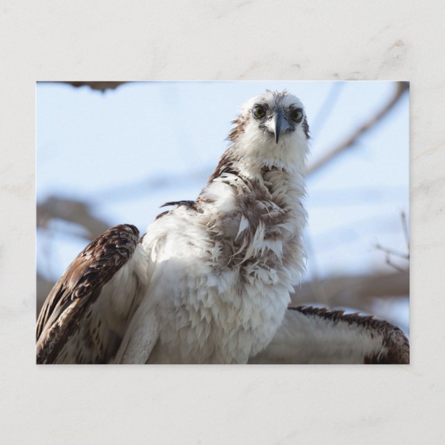 Osprey Postkarte (Vorderseite)