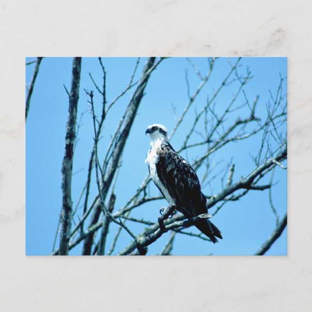 Osprey Postkarte (Vorderseite)