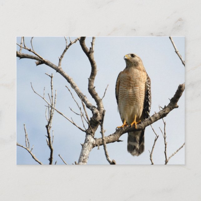Osprey Postkarten (Vorderseite)