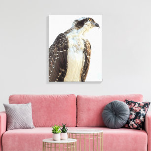 Osprey Profile Wrapped Canvas Leinwanddruck