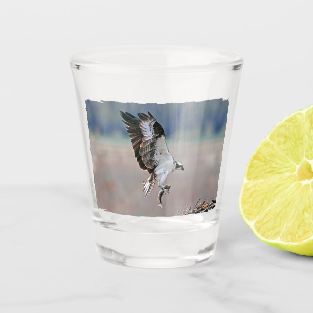 Osprey Schnapsglas (Vorderseite)