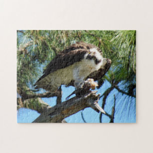 Osprey - Sea Hawk - Fish Hawk - Raptor - Bird
