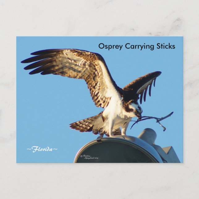 Osprey tragende Sticks Postkarte (Vorderseite)