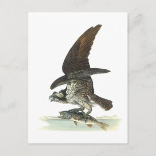 Osprey von Audubon Postkarte
