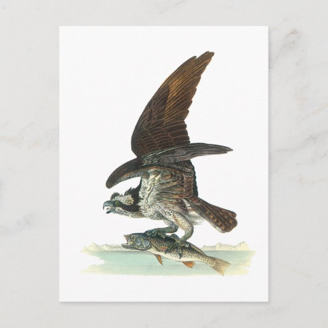 Osprey von Audubon Postkarte (Vorderseite)