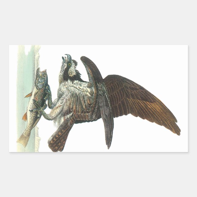 Osprey von Audubon Rechteckiger Aufkleber (Vorderseite)