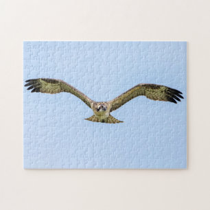 Osprey während des Fluges