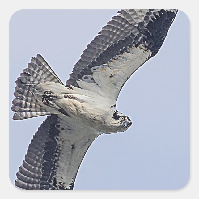 Osprey während des Fluges Quadratischer Aufkleber (Vorderseite)
