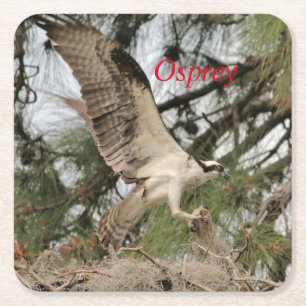 Osprey Wildlife Paper Untersetzer