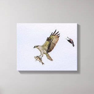 Osprey wird von einem roten Vogelgeflügel jagt Leinwanddruck