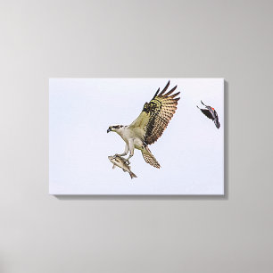 Osprey wird von einem roten Vogelgeflügel jagt Leinwanddruck