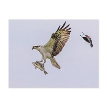 Osprey wird von einem roten Vogelgezwitscher gejag