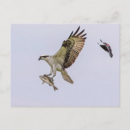 Osprey wird von einem roten Vogelgezwitscher gejag Postkarte