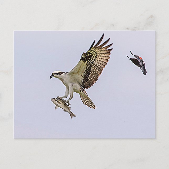 Osprey wird von einem roten Vogelgezwitscher gejag Postkarte (Vorderseite)
