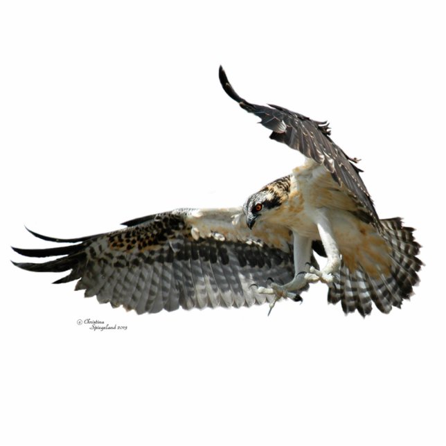 Ospreyfalke Foto-Skulptur Freistehende Fotoskulptur (Vorne)