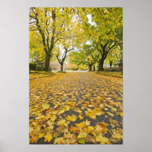 Ost im Herbst Straße und Baumblick Poster