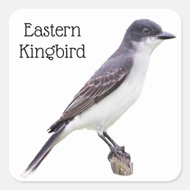 Ost-Kingbird Quadratischer Aufkleber (Vorderseite)