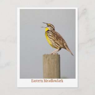 Ost-Meadlowlark Postkarte