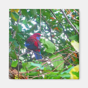 Ost-Rosella in Cotonou - Magnet