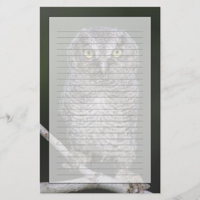 Ost-Schüssel, Megascops asio, Otus 2 Briefpapier (Vorderseite)