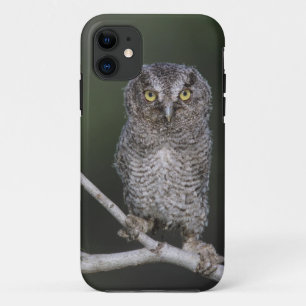 Ost-Schüssel, Megascops asio, Otus 2 Case-Mate iPhone Hülle