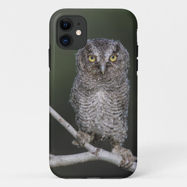 Ost-Schüssel, Megascops asio, Otus 2 Case-Mate iPhone Hülle (Rückseite)
