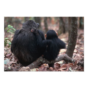 Ostafrika, Tansania Fotodruck