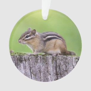 OstChipmunk Ornament