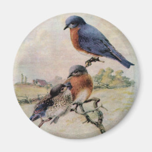 Ostdrosseln mit Vogelbaby Magnet