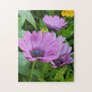 Osteospermum daisy