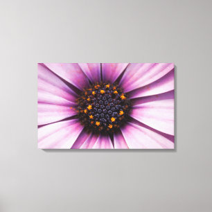 Osteospermum Lila-Blumen-Leinwanddruck gespannt Leinwanddruck