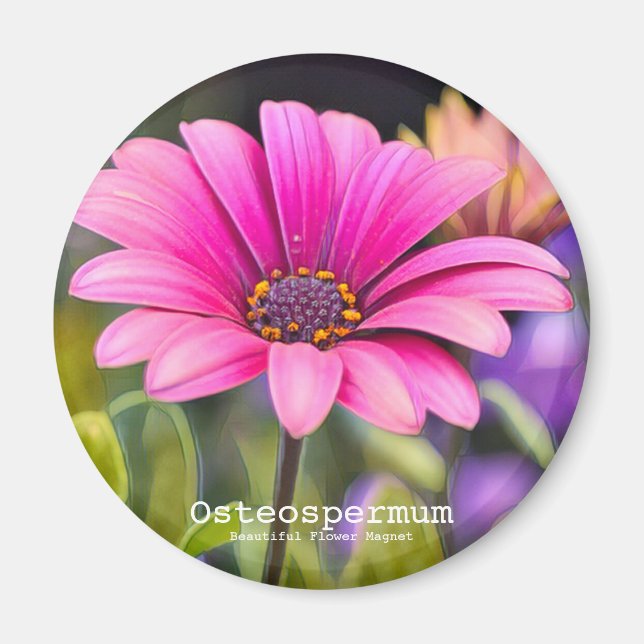 Osteospermum Magnet (Vorne)
