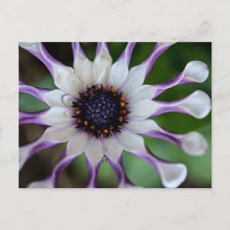 Osteospermum Nasinga White Postkarte