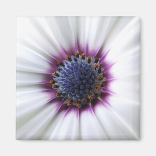 Osteospurmum Magnet