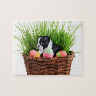 Oster Boston Terrier Hund
